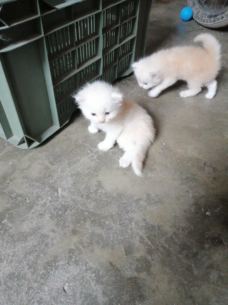 White color & golden eyes — photo 6