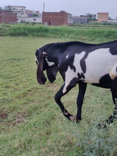 Breeder PURE Amrat sari beetal