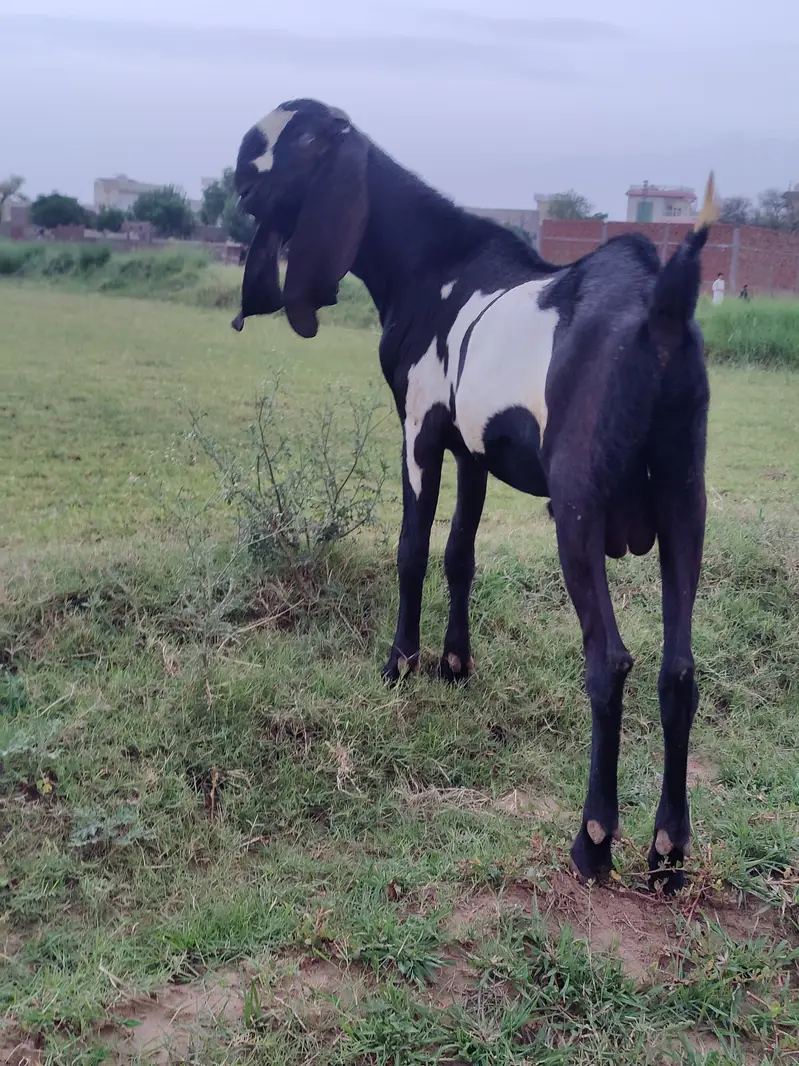 Breeder PURE Amrat sari beetal — photo 2