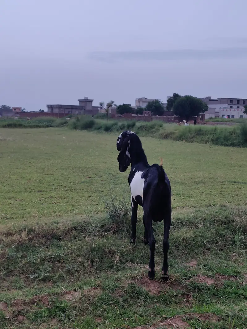 Breeder PURE Amrat sari beetal — photo 3
