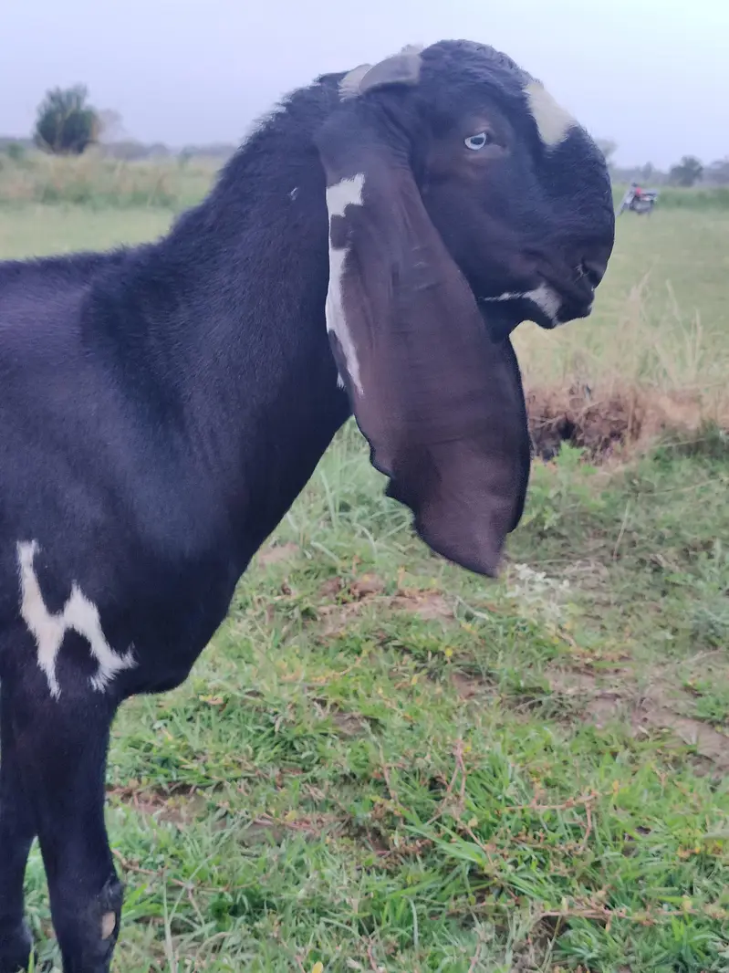 Breeder PURE Amrat sari beetal — photo 4
