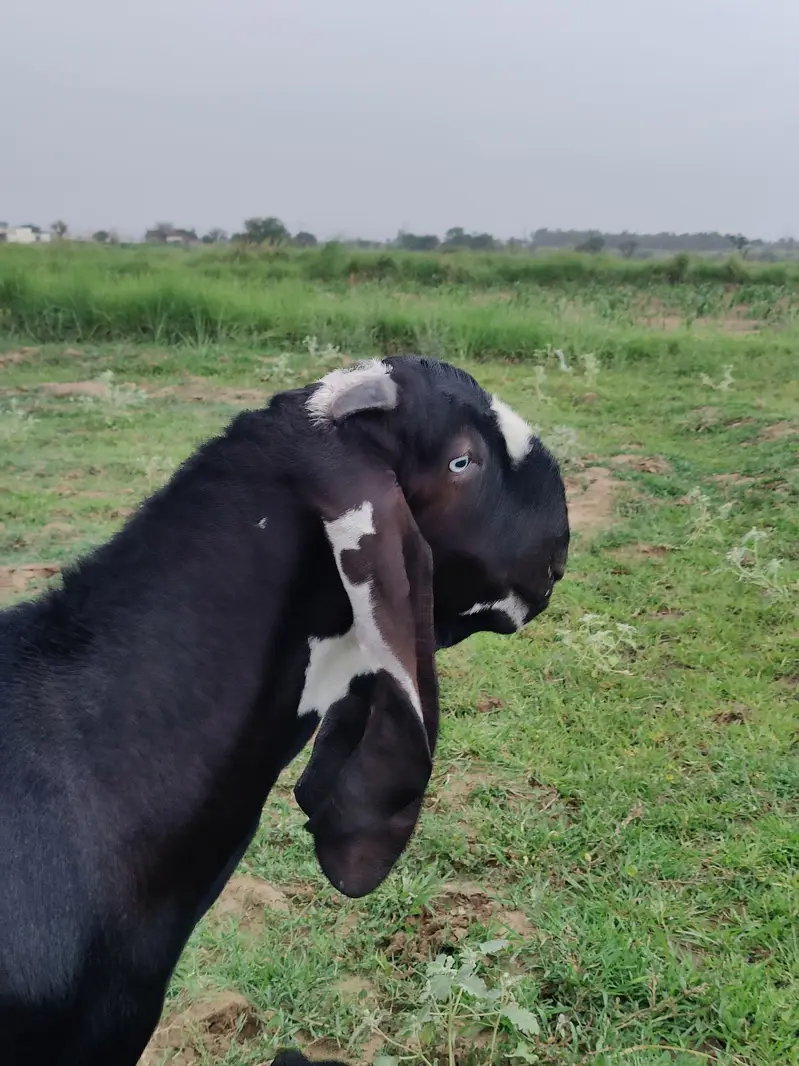 Breeder PURE Amrat sari beetal — photo 5