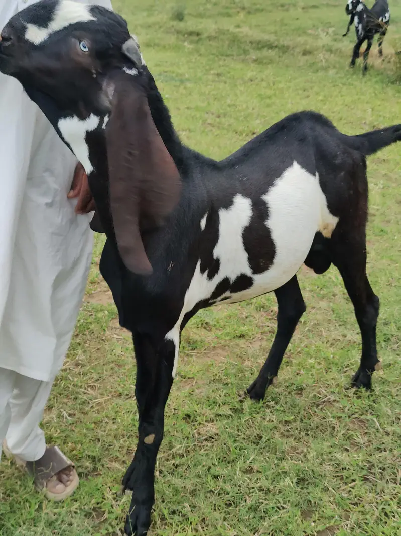 Breeder PURE Amrat sari beetal — photo 6