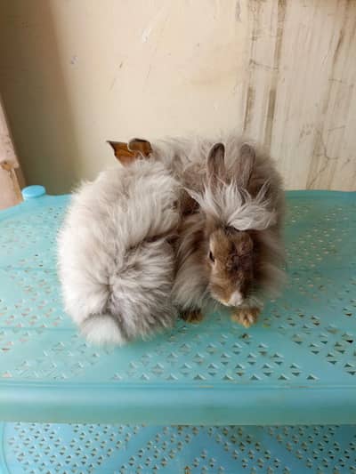 angora fancy rabbit different colours brown black and colourful babies