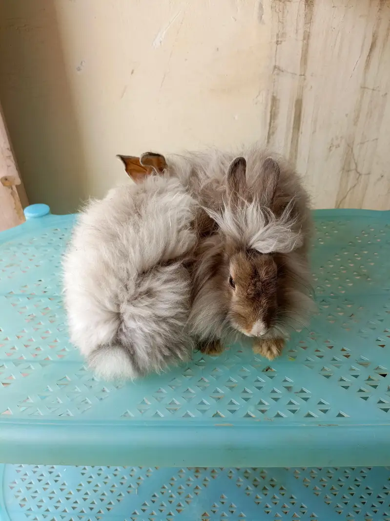 angora fancy rabbit different colours brown black and colourful babies