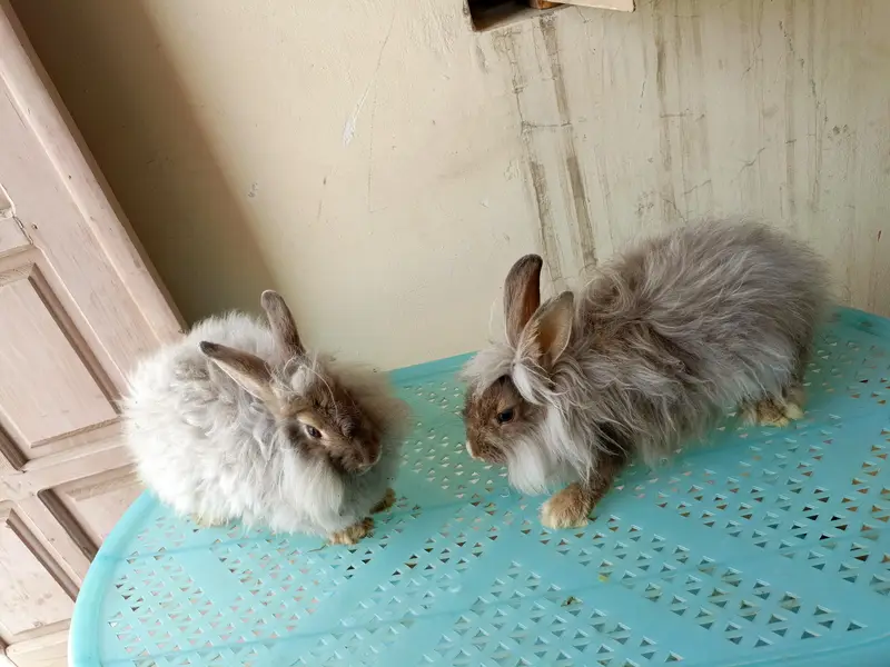 angora fancy rabbit different colours brown black and colourful babies — photo 2