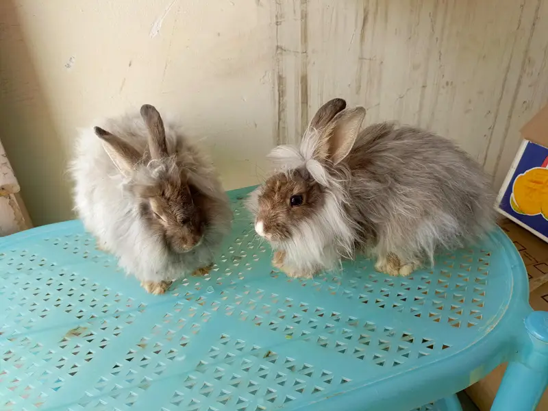 angora fancy rabbit different colours brown black and colourful babies — photo 4