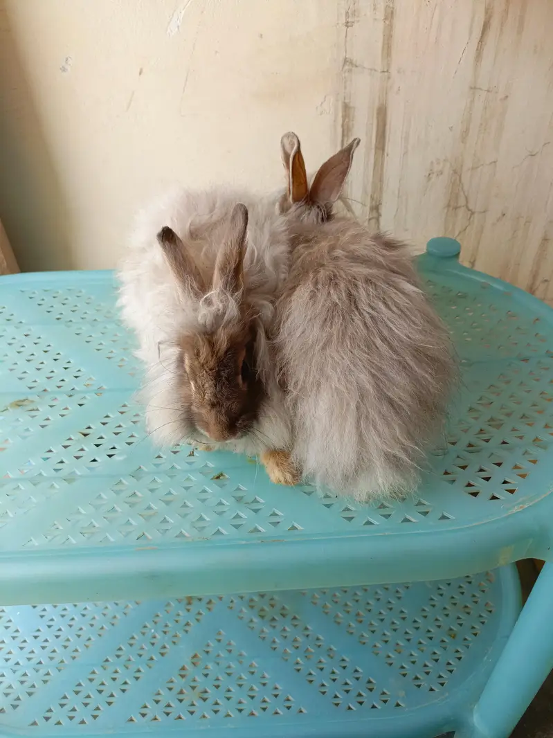 angora fancy rabbit different colours brown black and colourful babies — photo 5