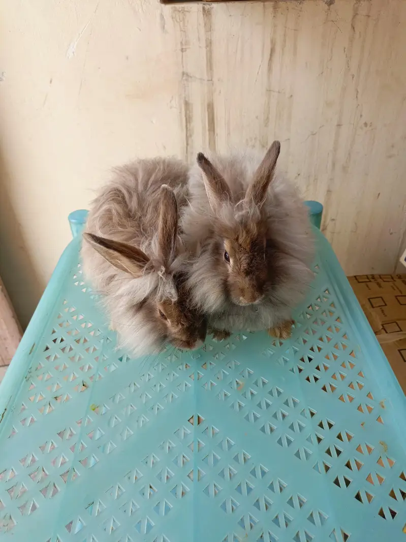 angora fancy rabbit different colours brown black and colourful babies — photo 6
