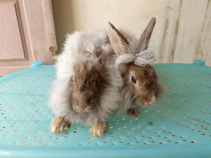 angora fancy rabbit different colours brown black and colourful babies — photo 8