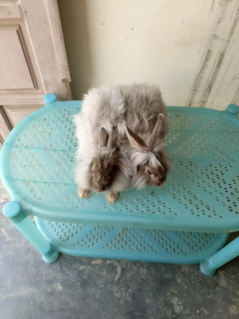 angora fancy rabbit different colours brown black and colourful babies — photo 9