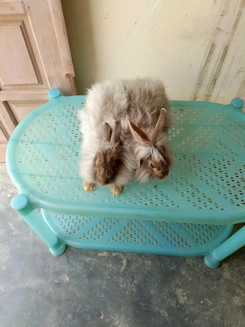 angora fancy rabbit different colours brown black and colourful babies — photo 10