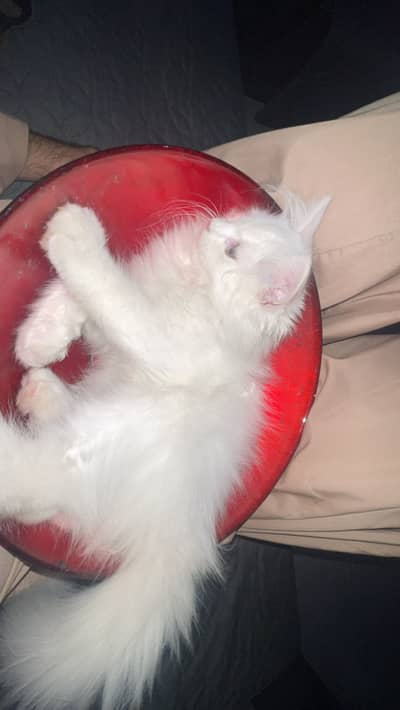 White Persian Cat
