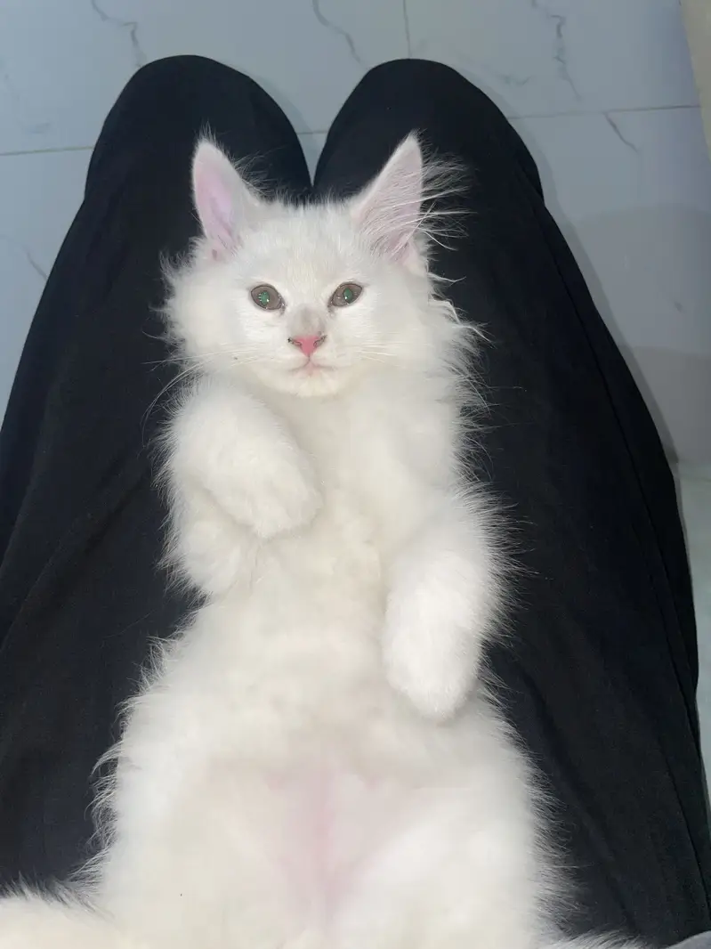 White Persian Cat — photo 2