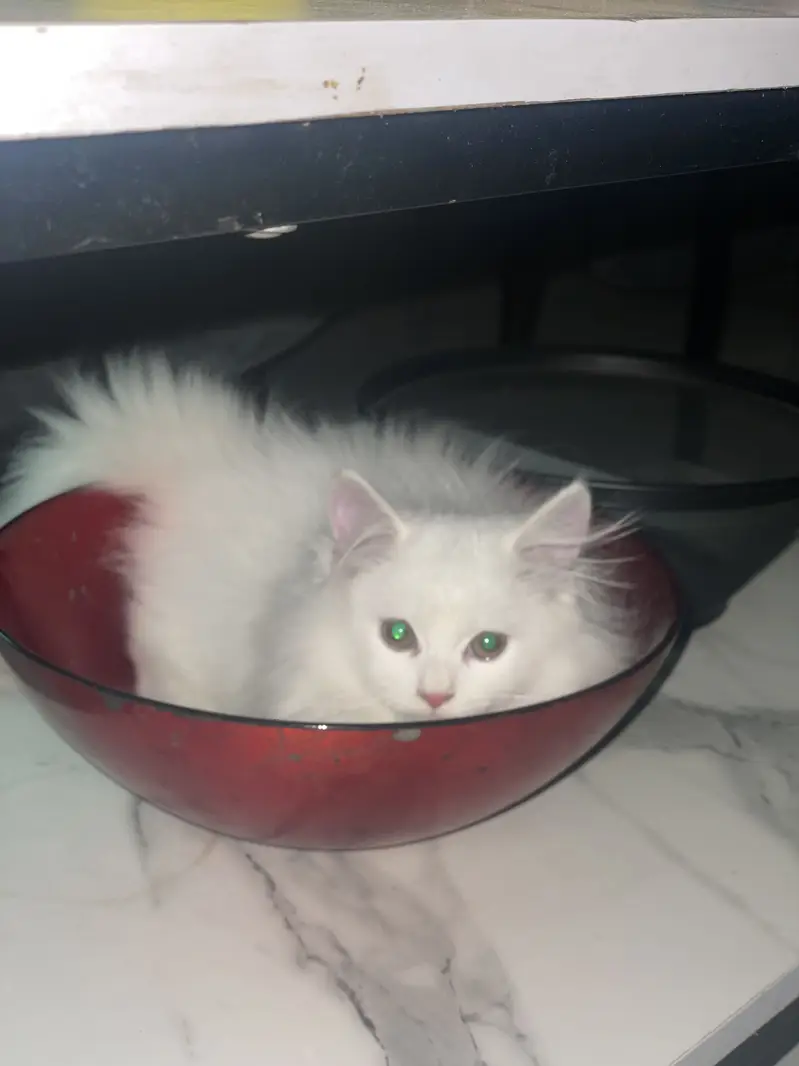 White Persian Cat — photo 3