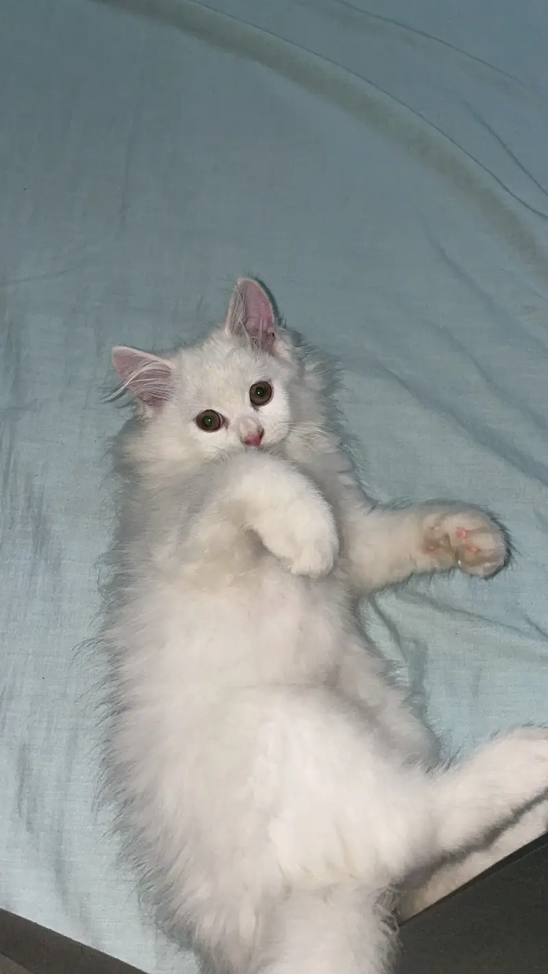 White Persian Cat — photo 4