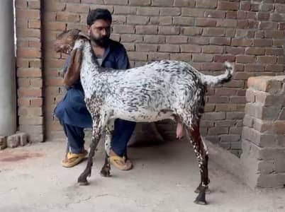 makhi cheni betal bakri