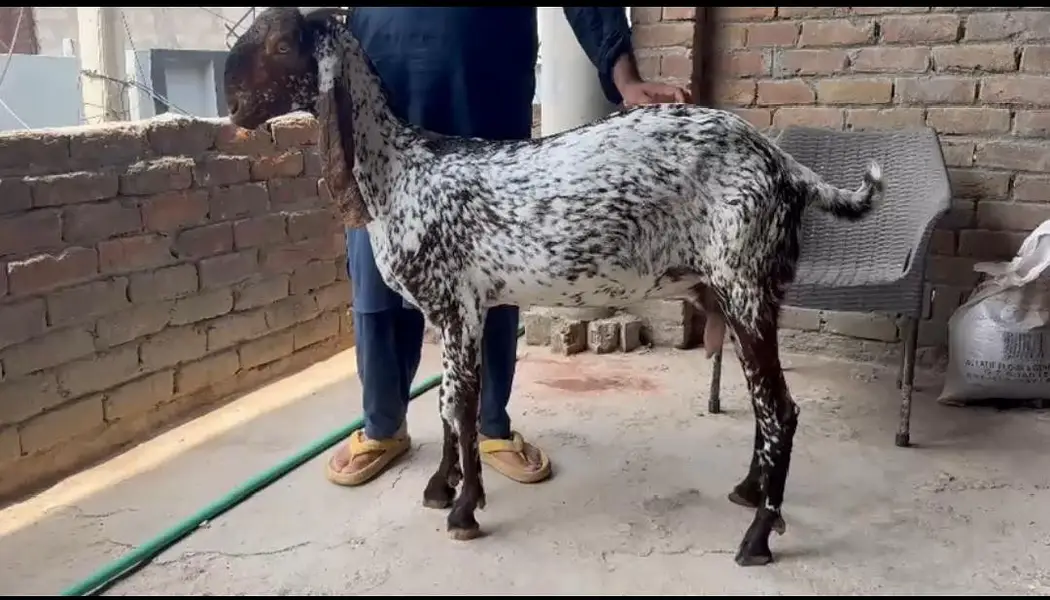makhi cheni betal bakri — photo 2
