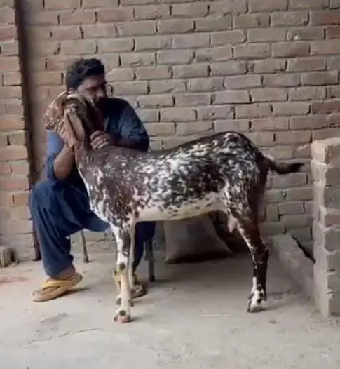 makhi cheni betal bakri — photo 3