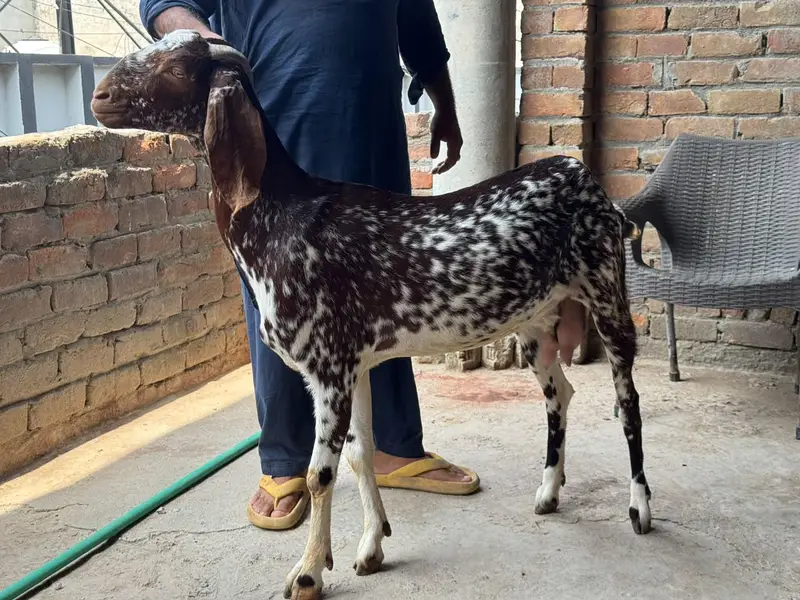 makhi cheni betal bakri — photo 4