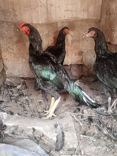 Mushka lasani top class quality birds