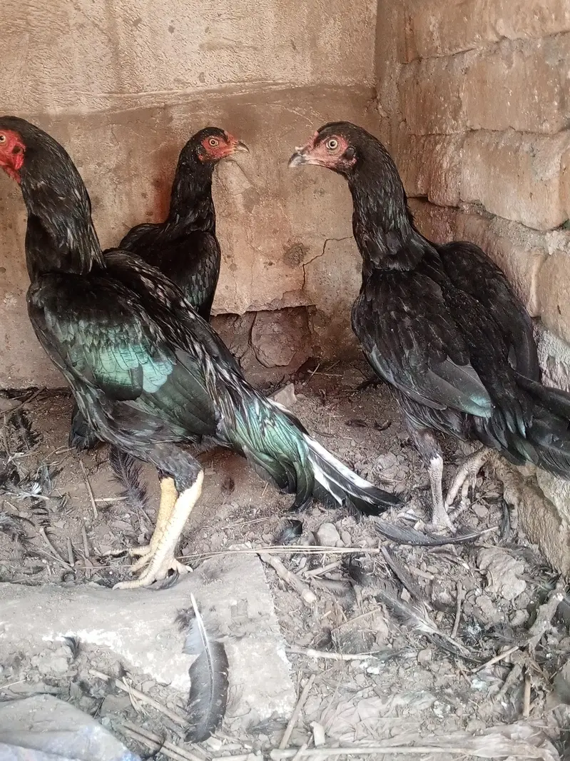 Mushka lasani top class quality birds — photo 2