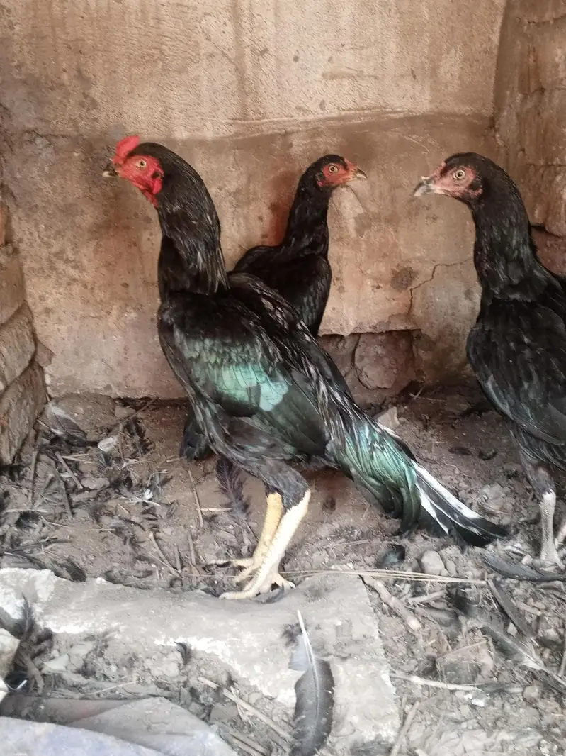 Mushka lasani top class quality birds — photo 3