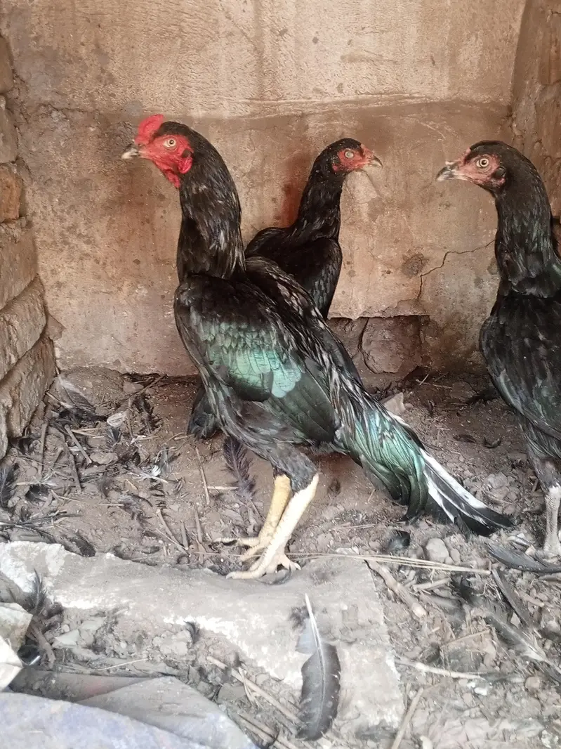 Mushka lasani top class quality birds — photo 4