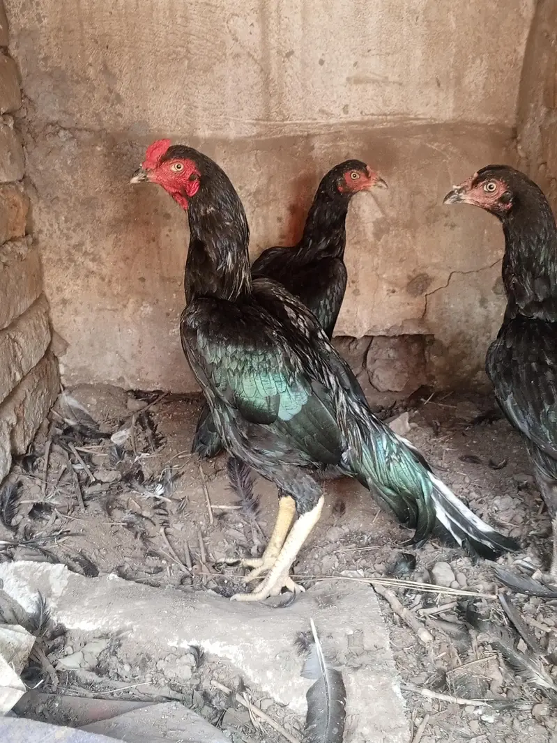 Mushka lasani top class quality birds — photo 5