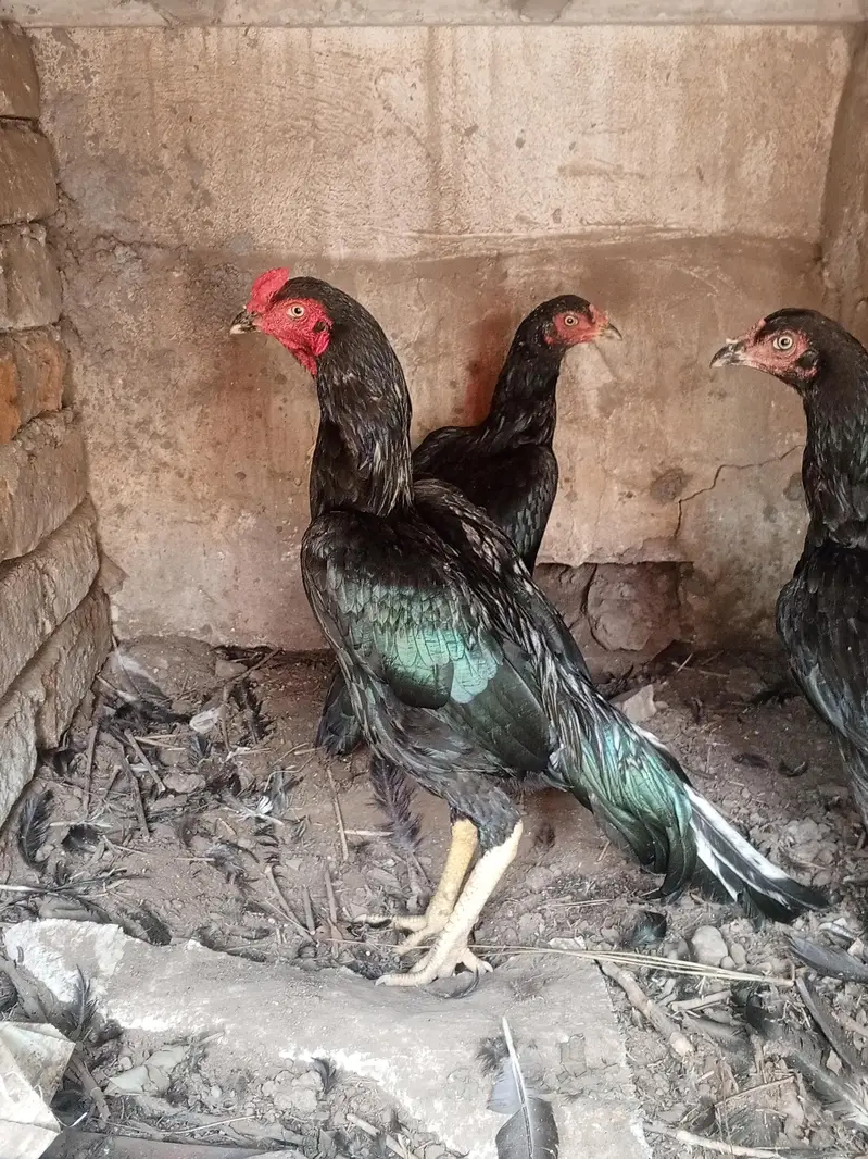 Mushka lasani top class quality birds — photo 6