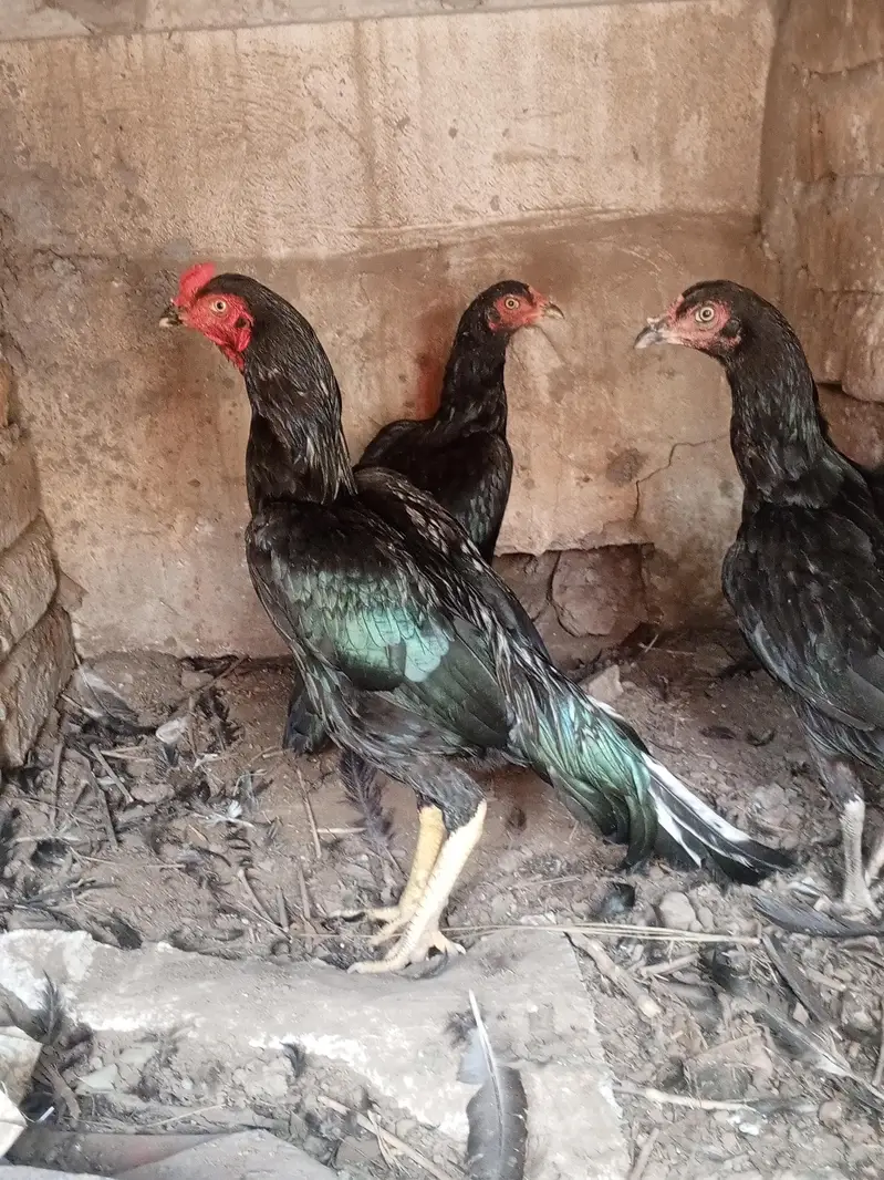 Mushka lasani top class quality birds — photo 7