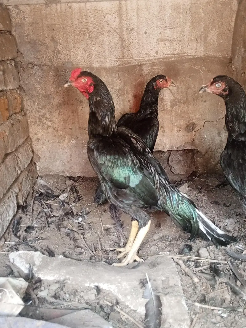 Mushka lasani top class quality birds — photo 8