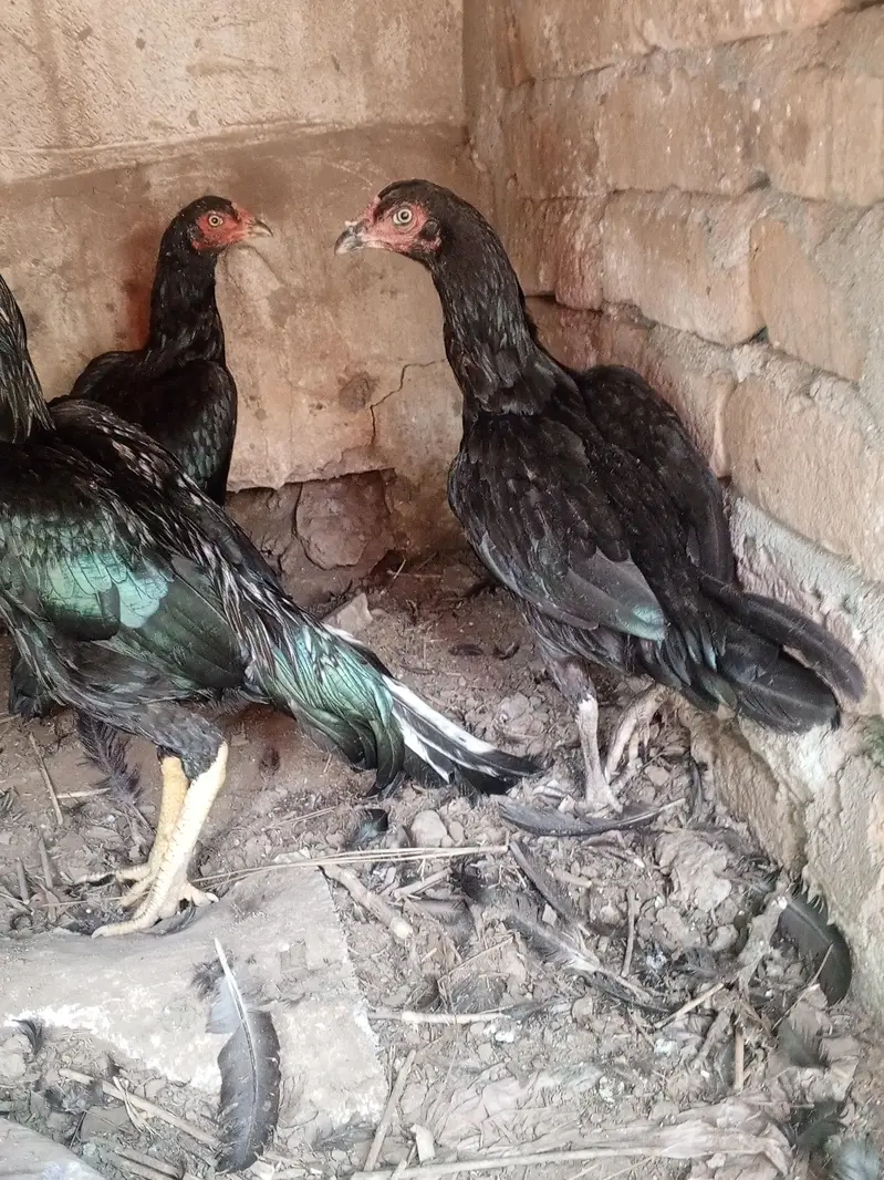 Mushka lasani top class quality birds — photo 9
