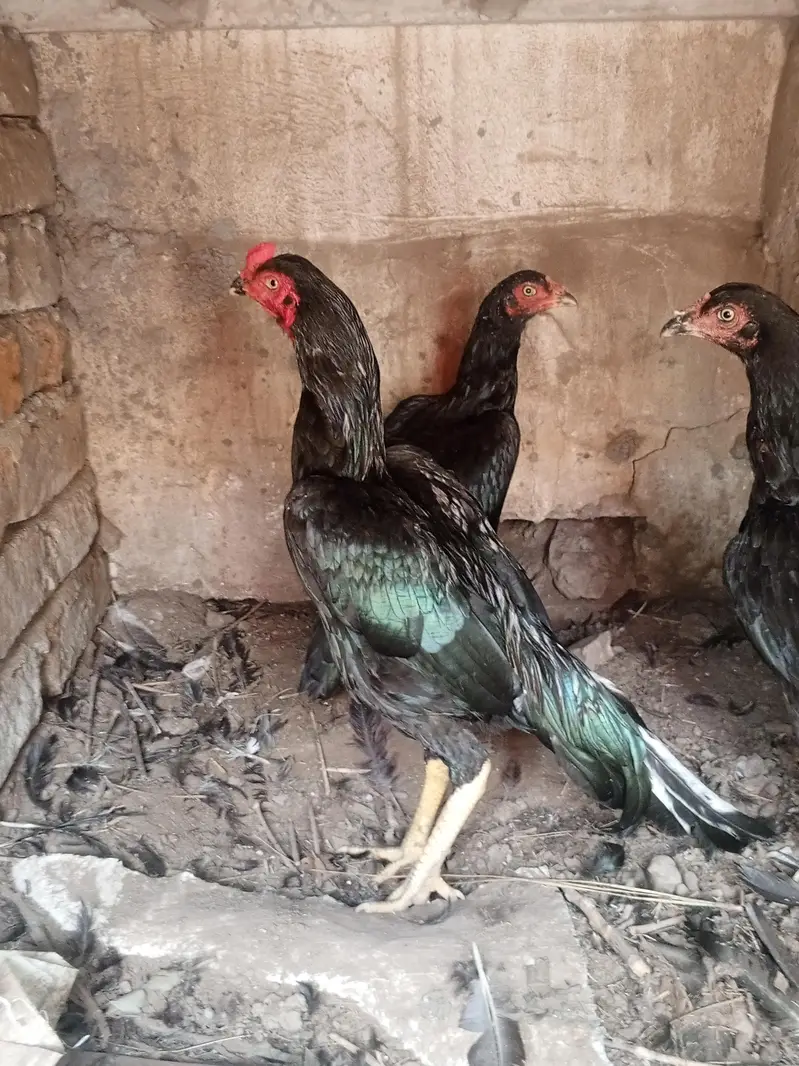 Mushka lasani top class quality birds — photo 10