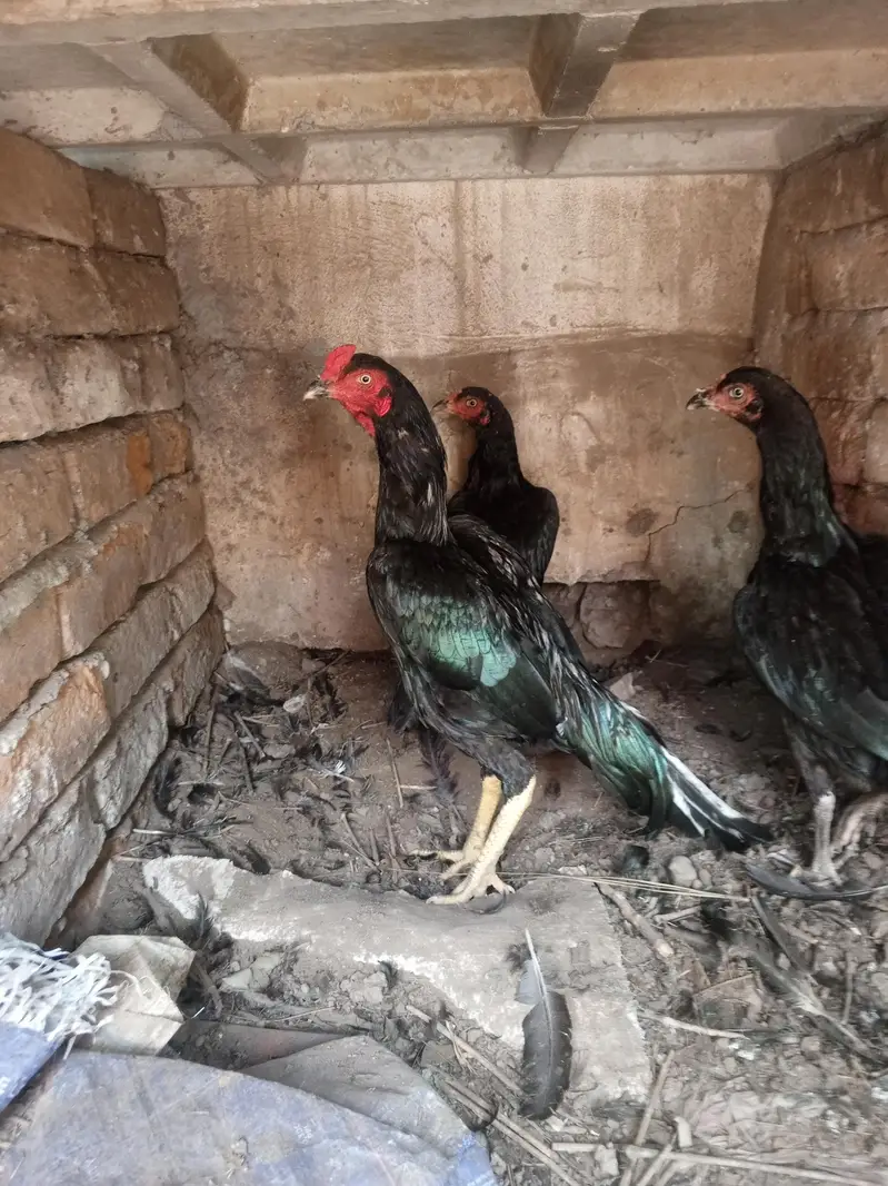 Mushka lasani top class quality birds — photo 11