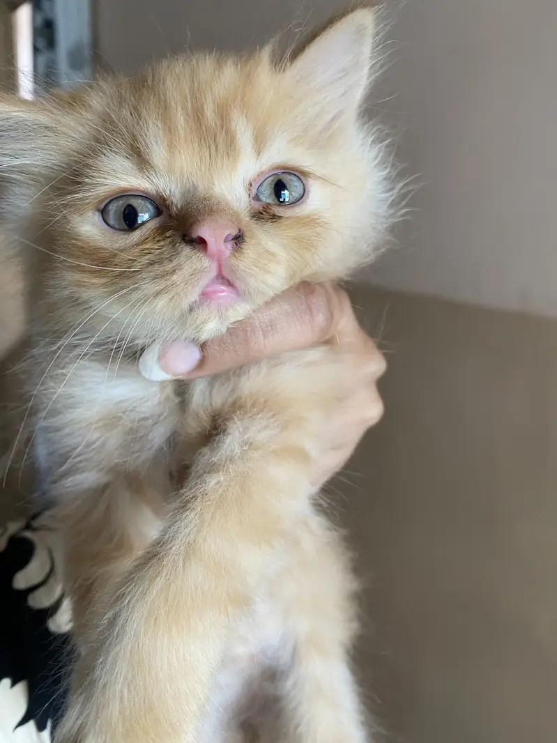 Kitten and adult cat — photo 4