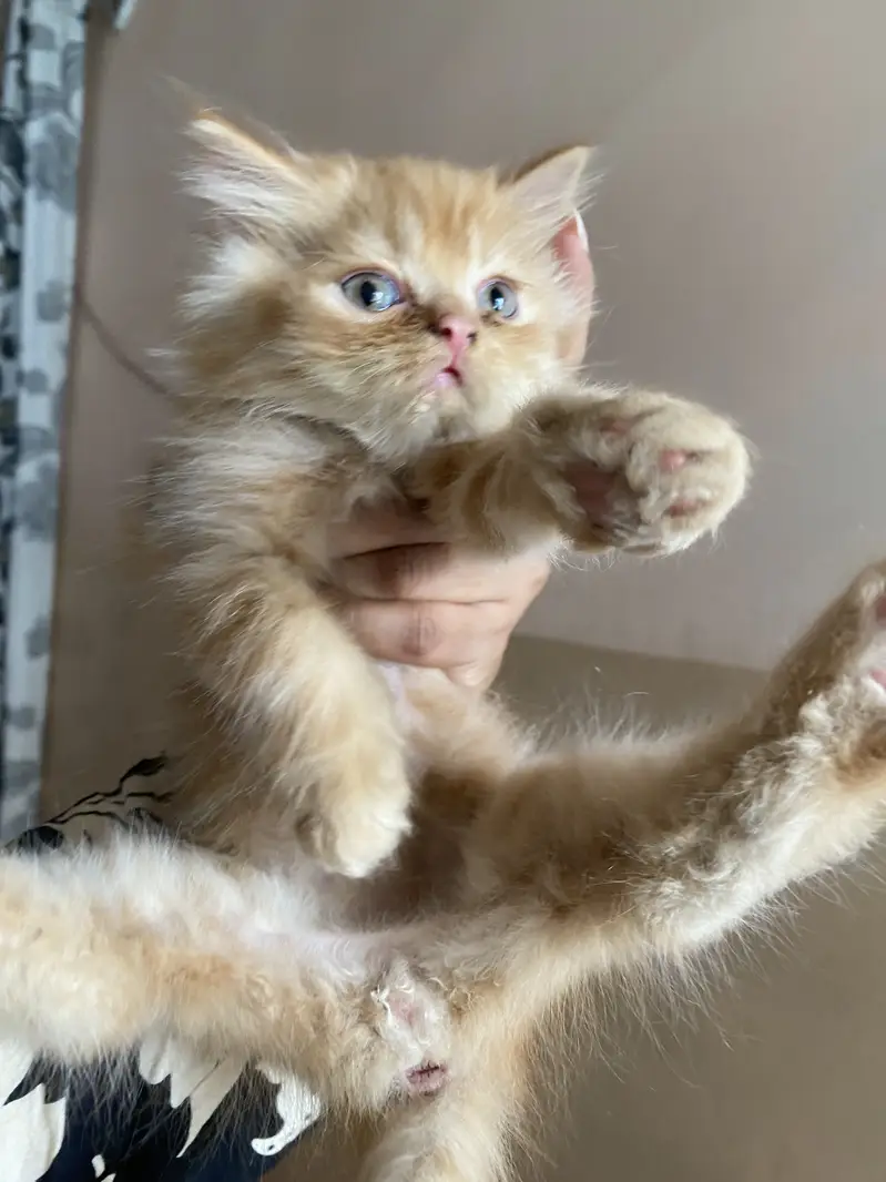 Kitten and adult cat — photo 5