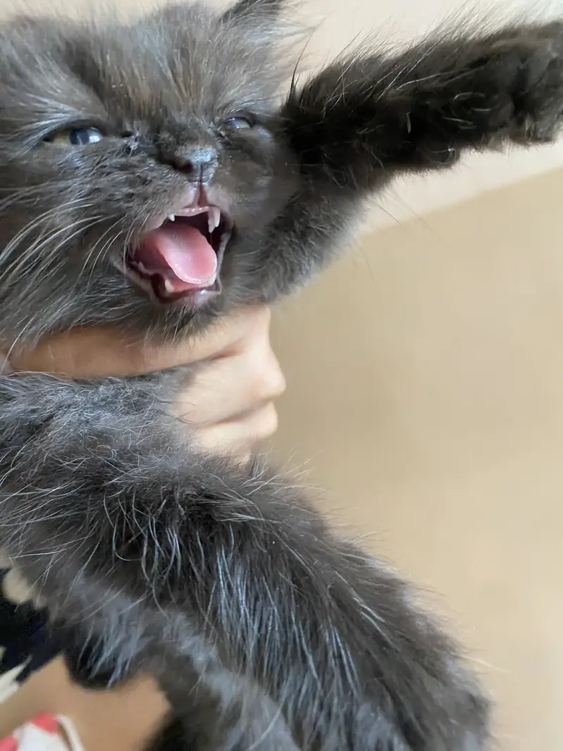 Kitten and adult cat — photo 6