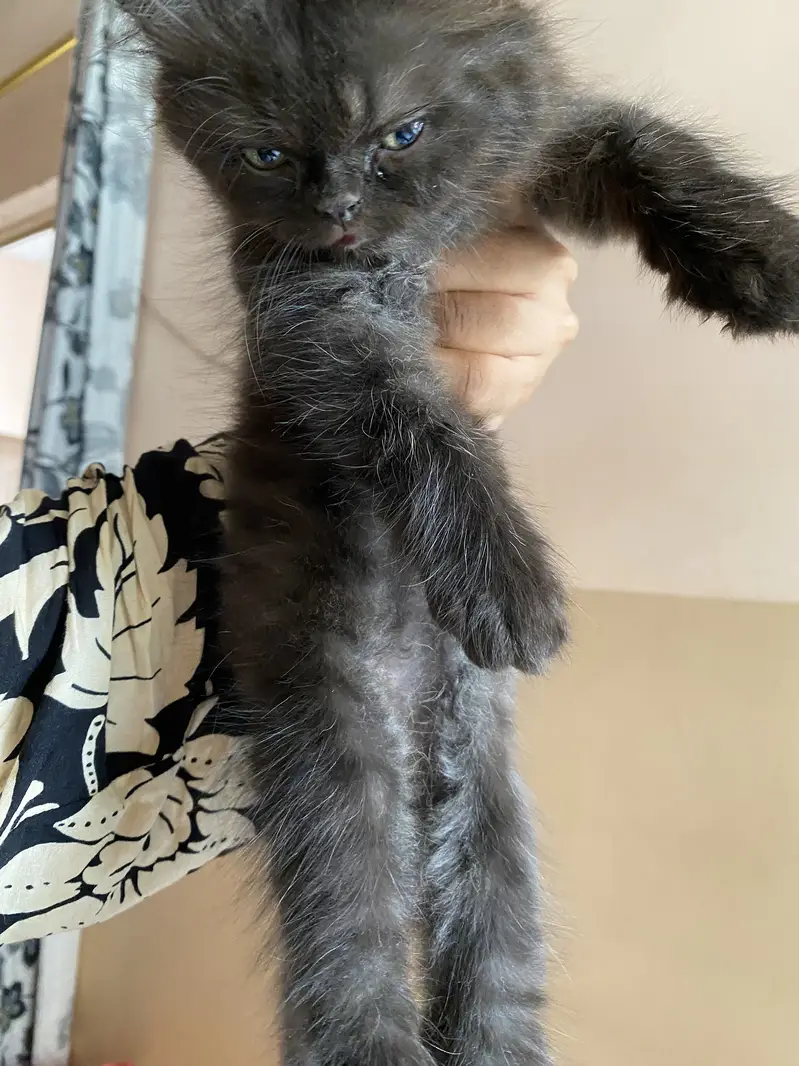 Kitten and adult cat — photo 7