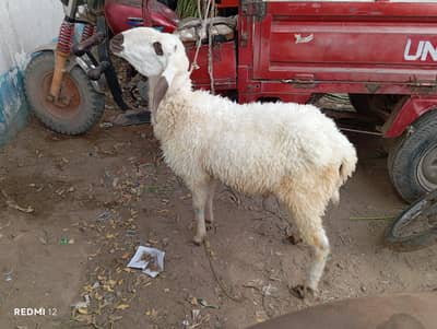 dumba for sale