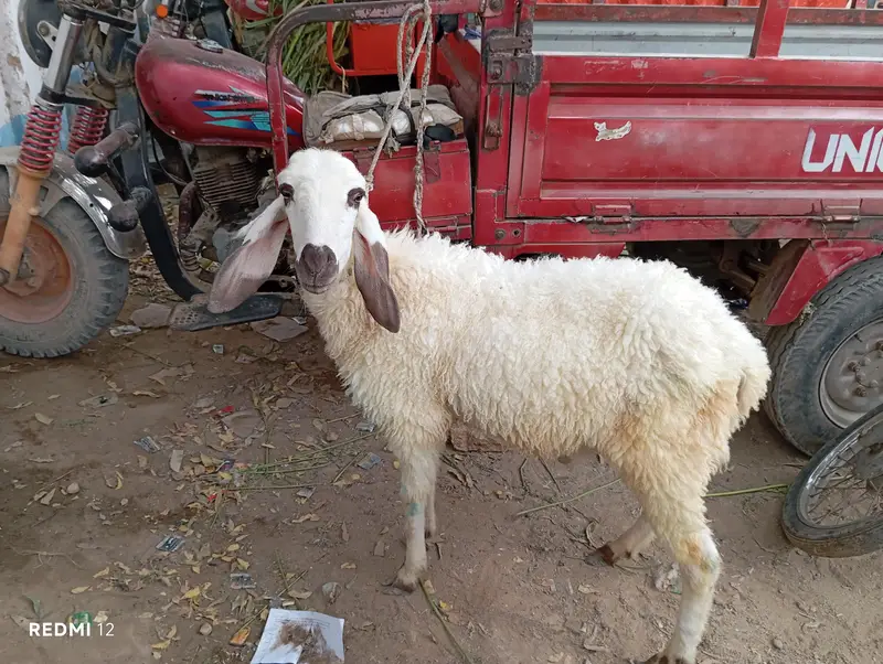dumba for sale — photo 2