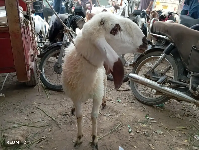 dumba for sale — photo 3