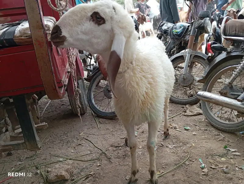 dumba for sale — photo 4