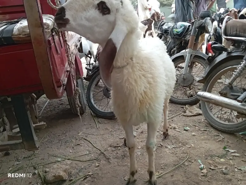dumba for sale — photo 5