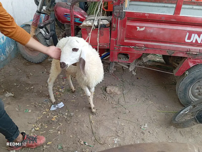dumba for sale — photo 6