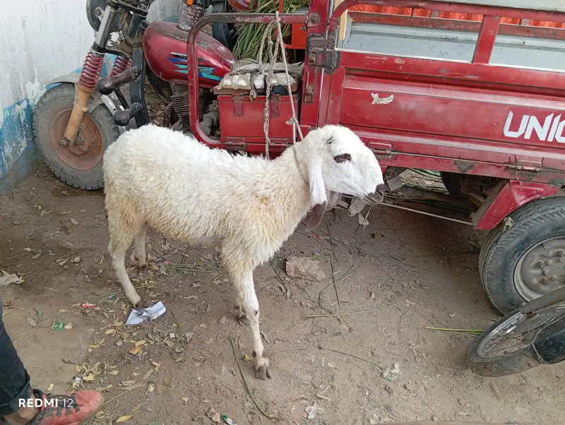 dumba for sale — photo 7