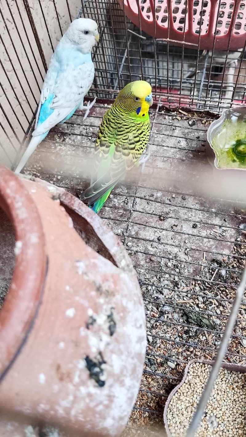 breeder pair 0