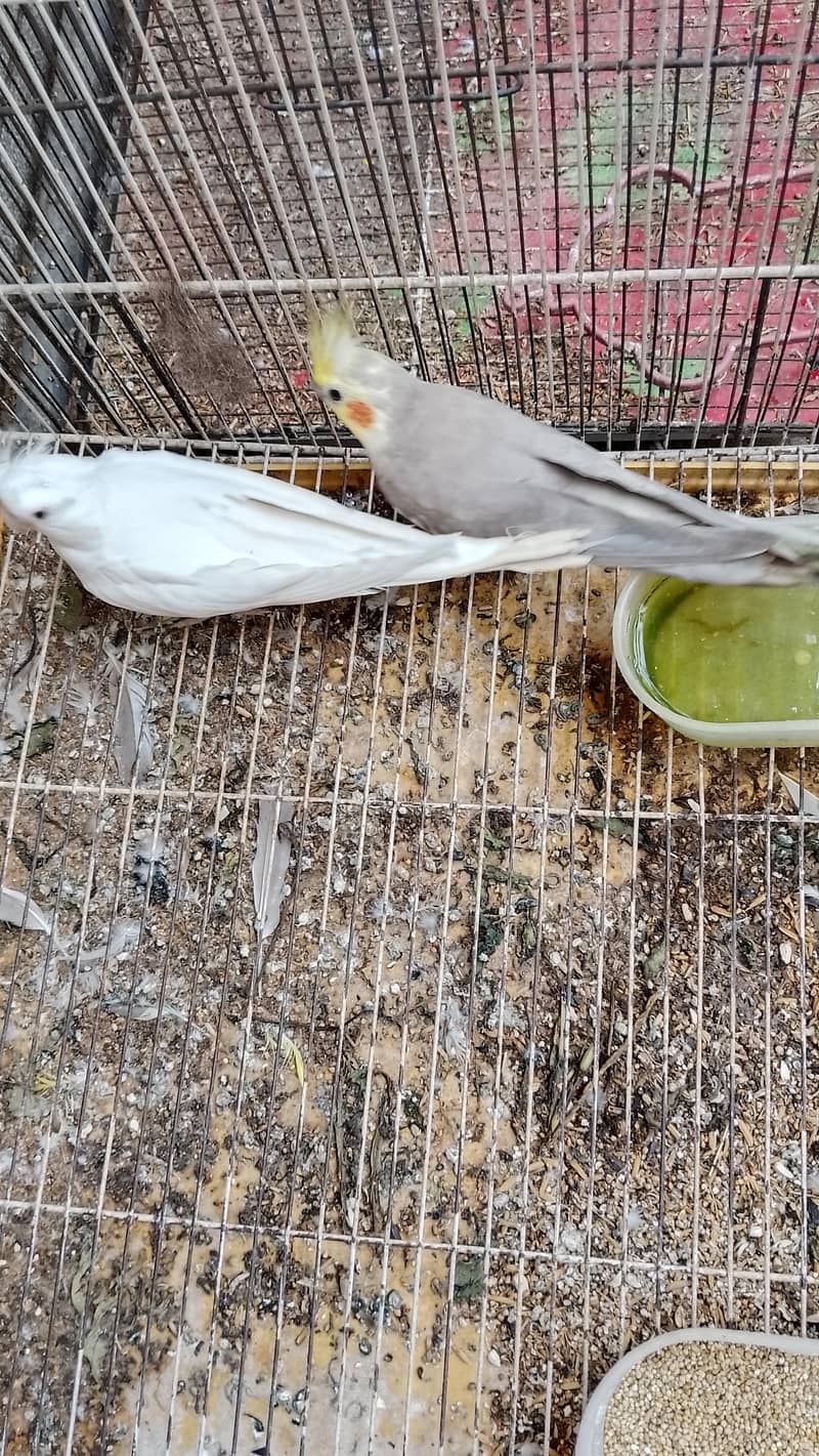 breeder pair 2