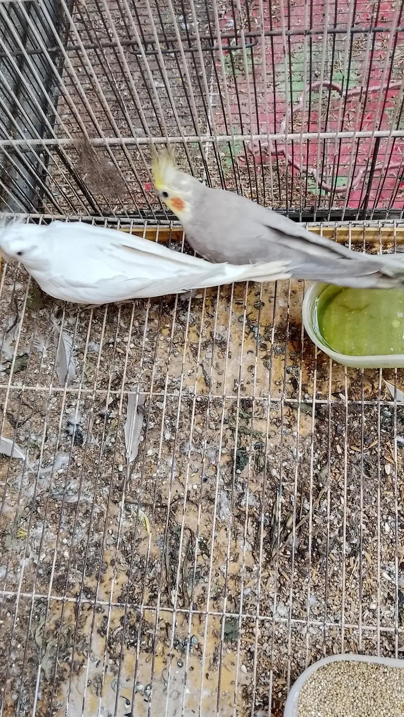 breeder pair — photo 3