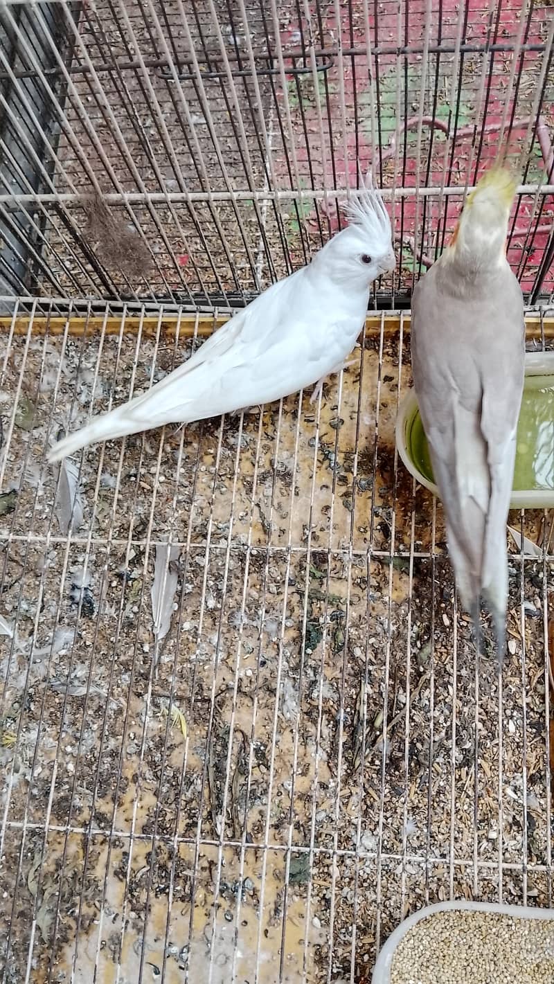 breeder pair 3